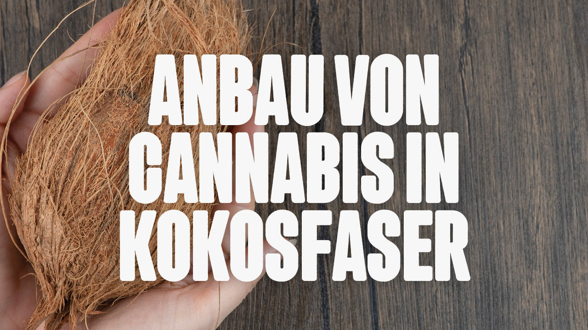 Cannabis in Kokosfaser