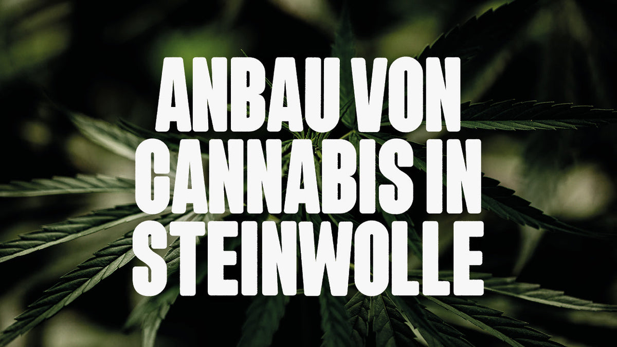 Anbau in Steinwolle