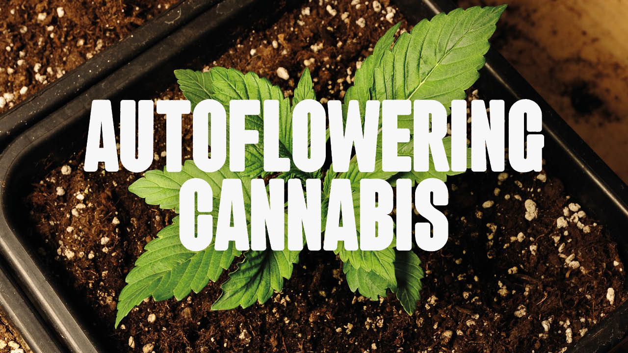 autoflowering cannabis