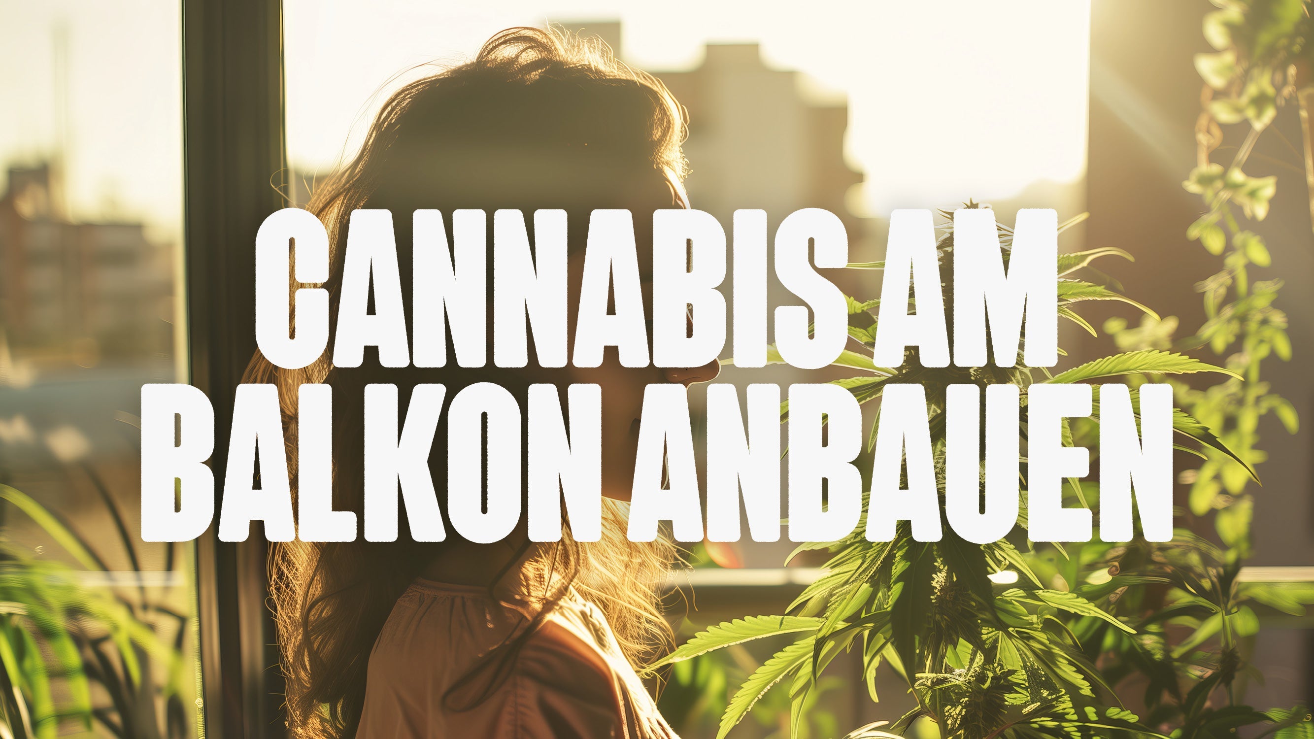 Cannabis Balkon anbauen