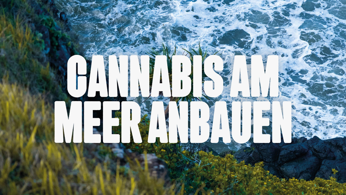 Cannabis am Meer anbauen
