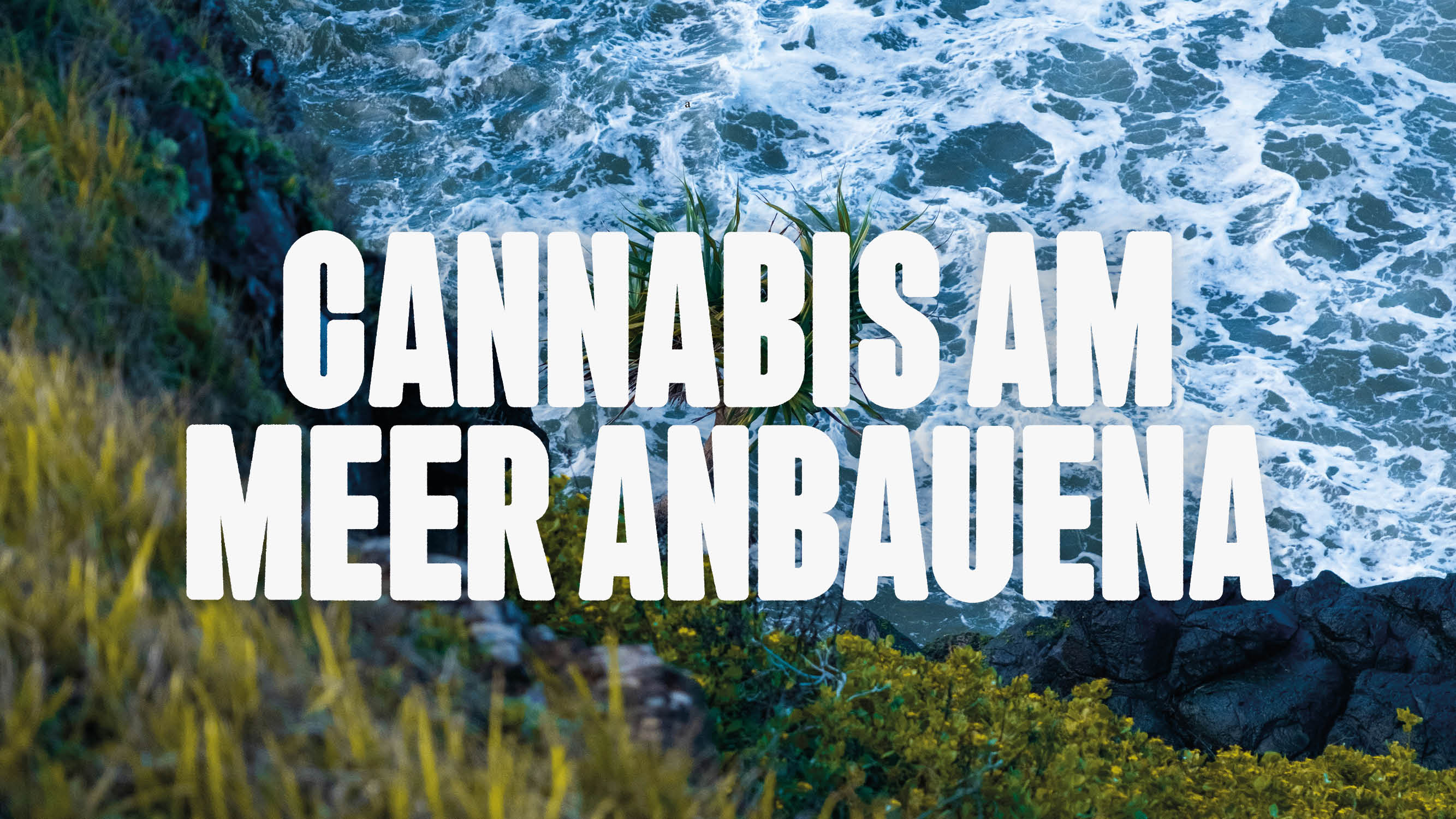 Cannabis am Meer anbauen