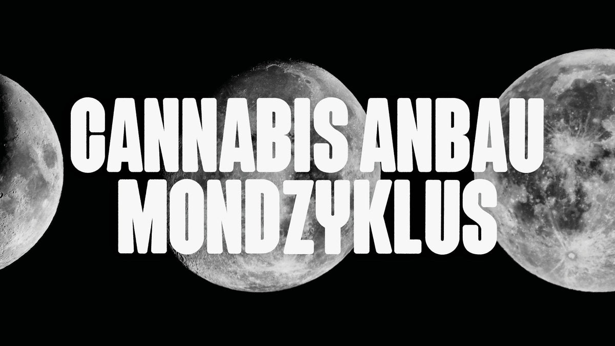 Cannabis Anabau Mondzyklus
