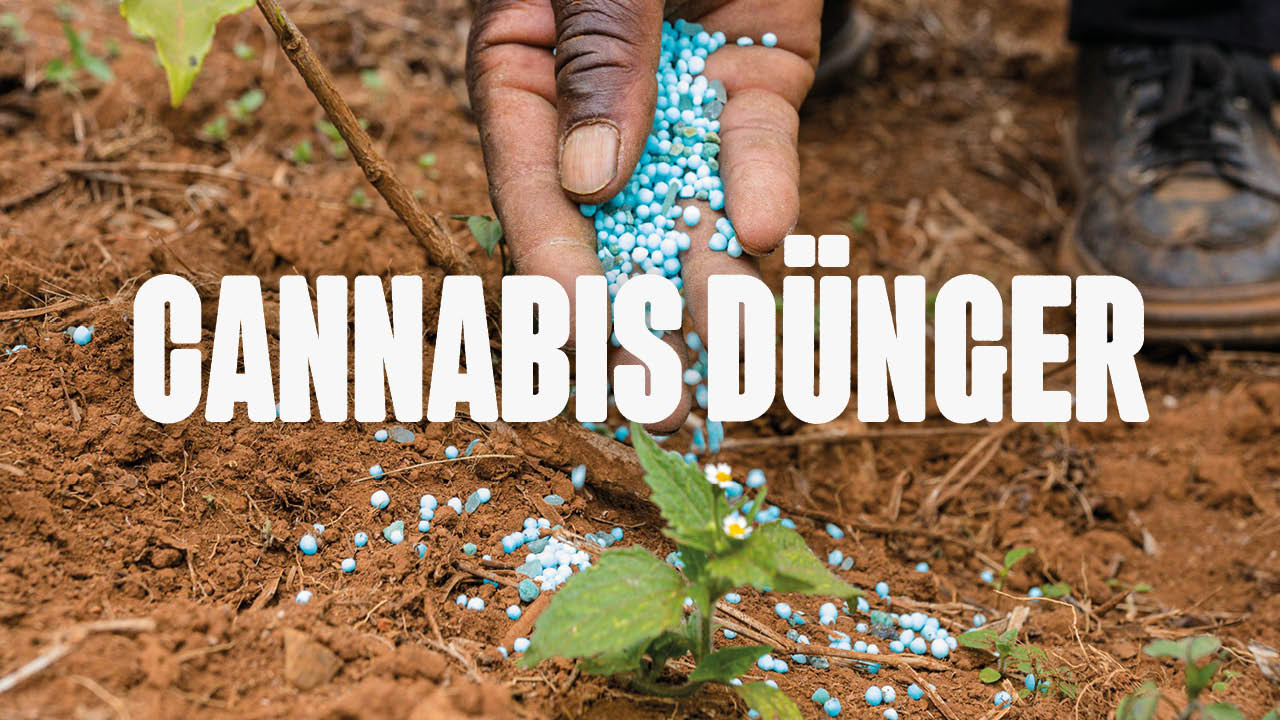 Cannabis Dünger