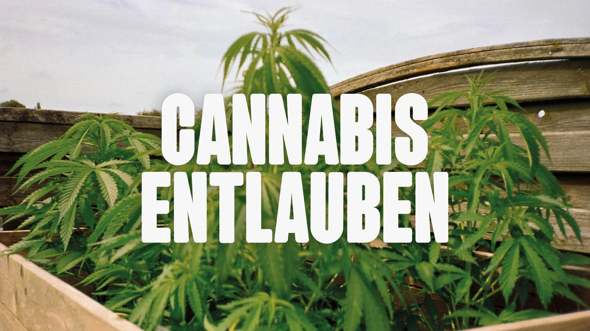 Cannabis entlauben