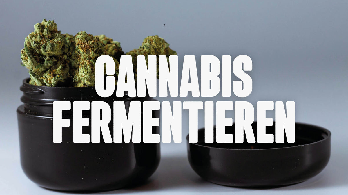 Cannabis fermentieren
