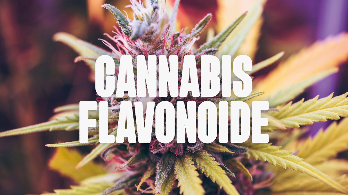 Cannabis Flavonoide