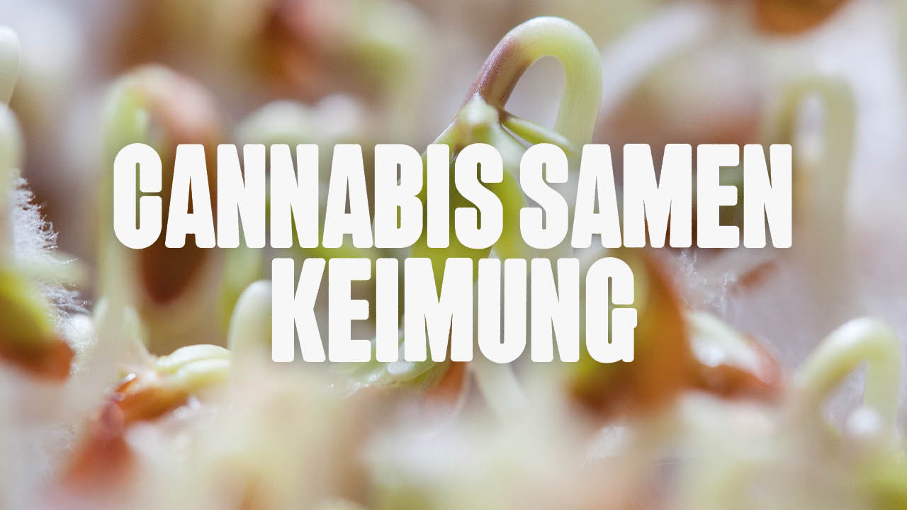 cannabis keimen