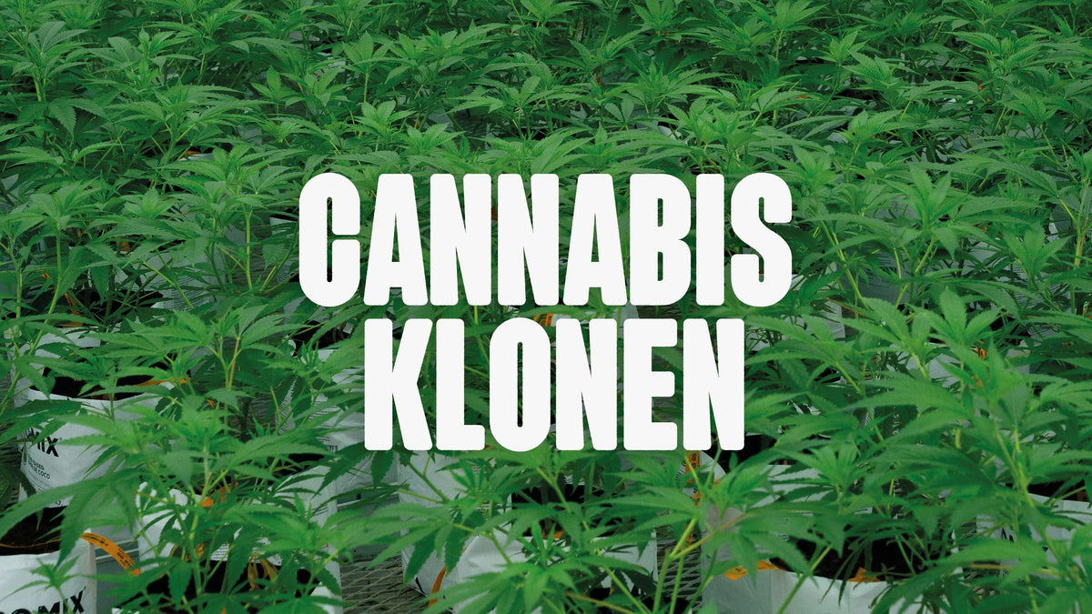 Cannabis klonen
