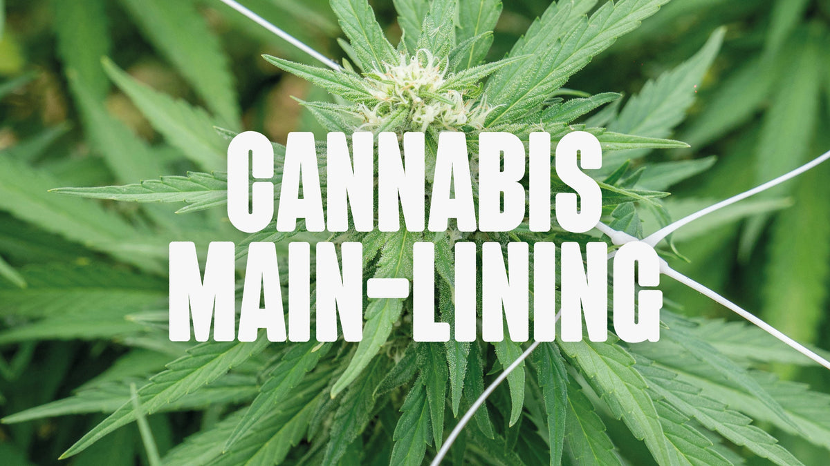 Cannabis Main-Lining