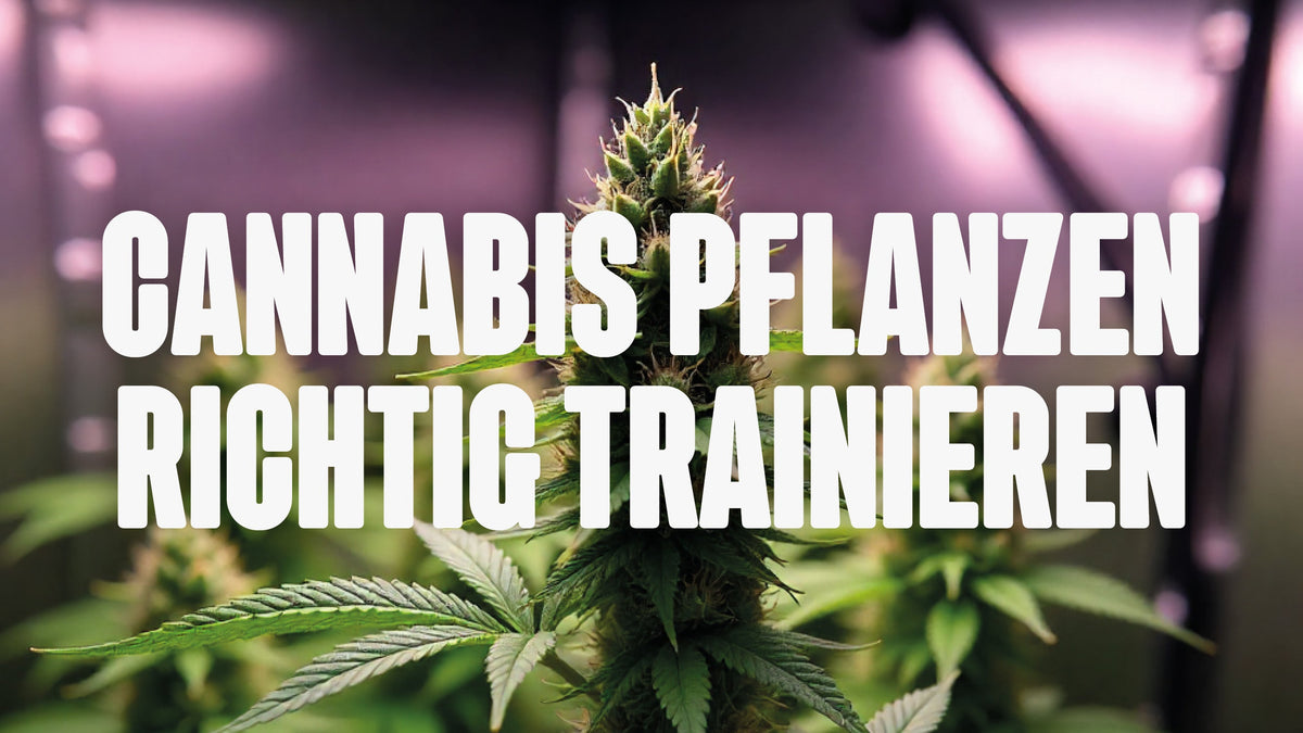 Cannabis trainieren