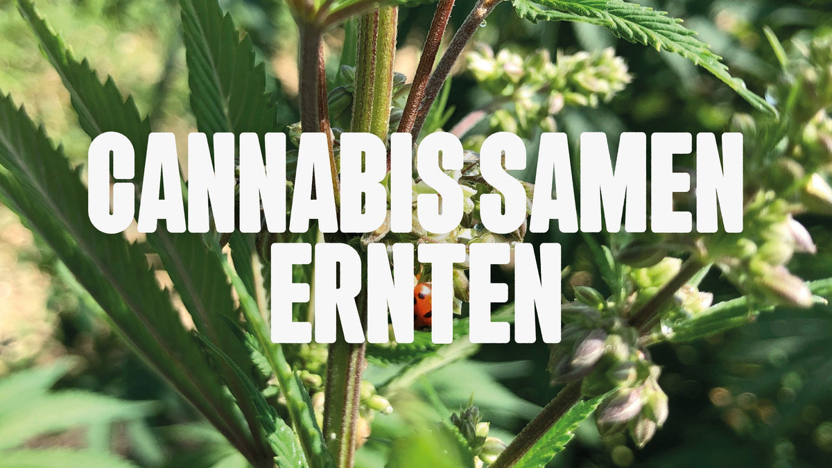 Cannabis Samen ernten