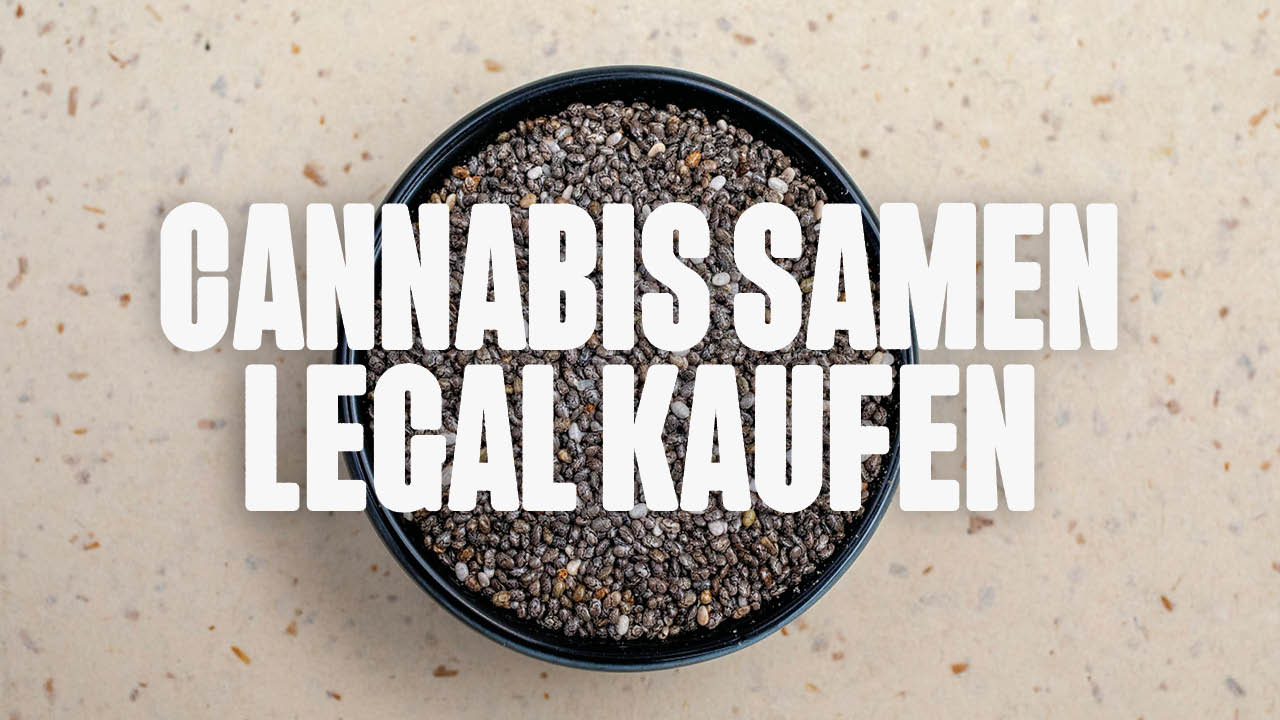 Cannabis Samen