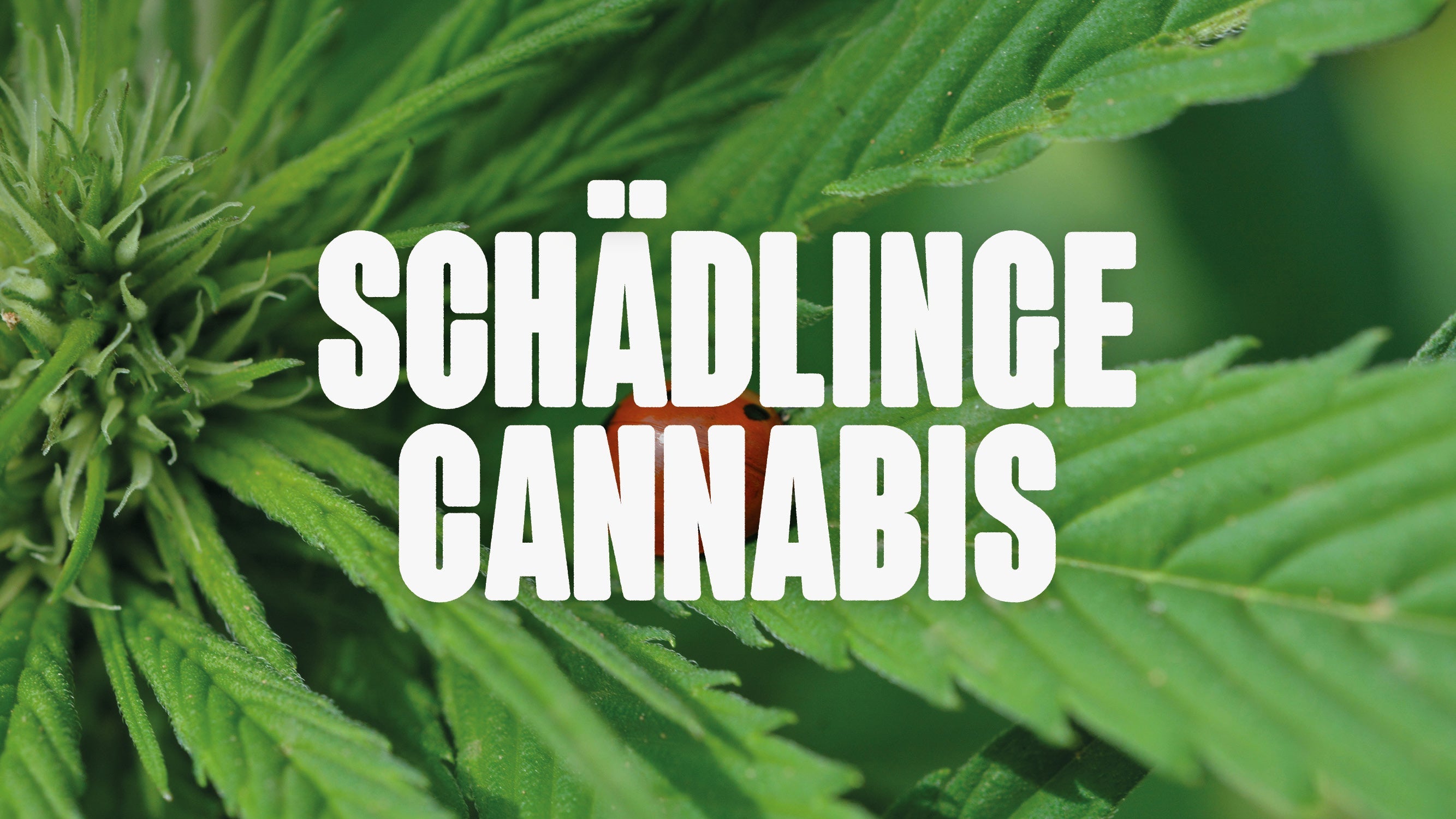 Cannabis Schädlinge