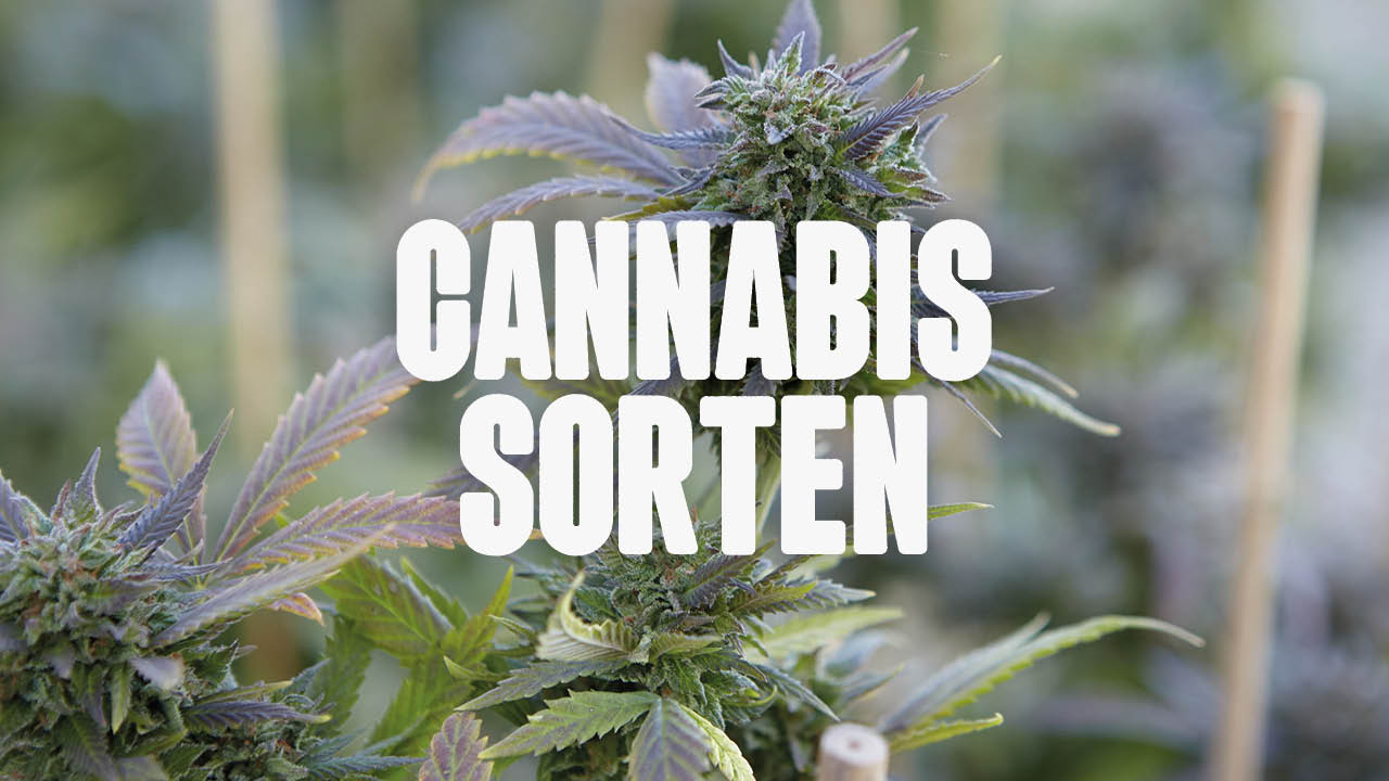 cannabis sorten