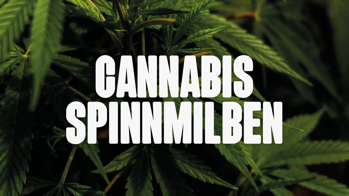 Cannabis Spinnmilbe