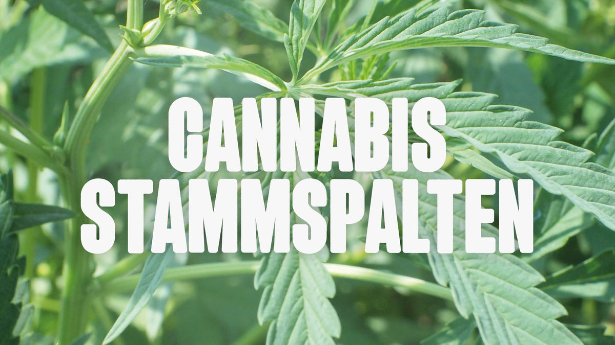 Cannabis Stammspalten