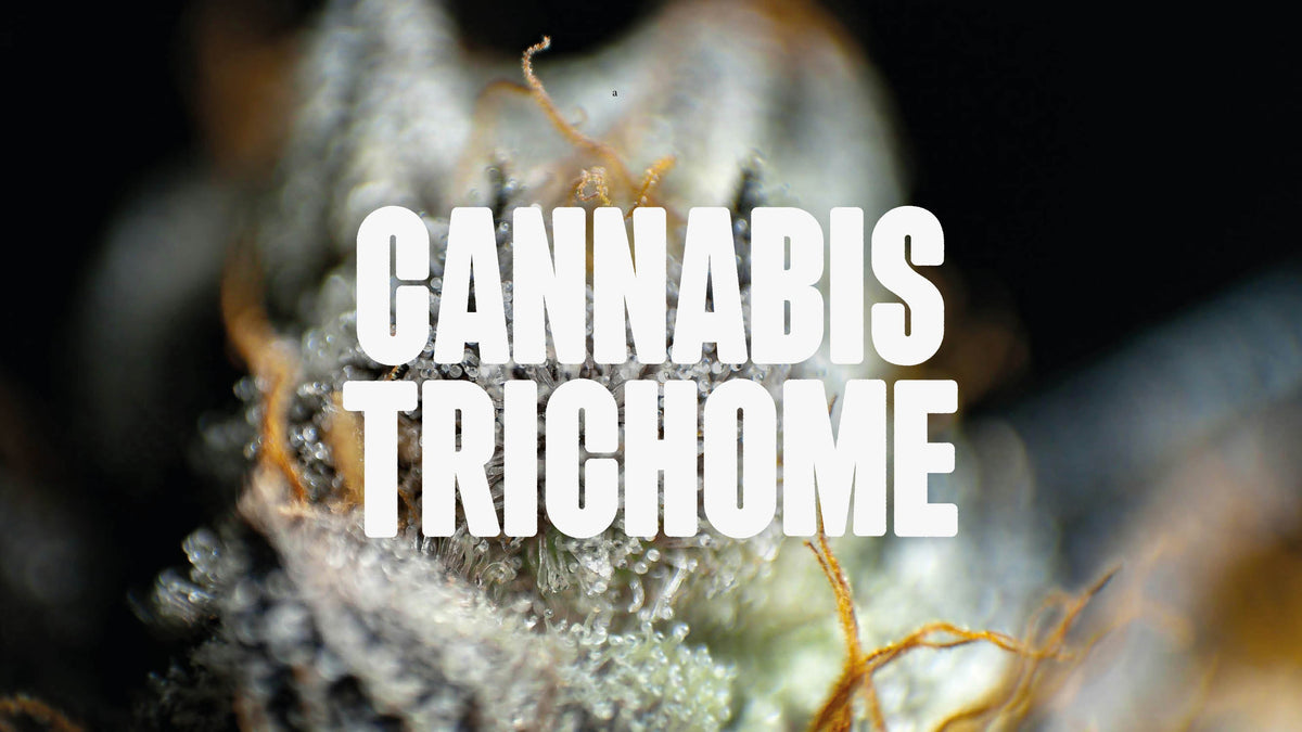 Trichome Cannabis