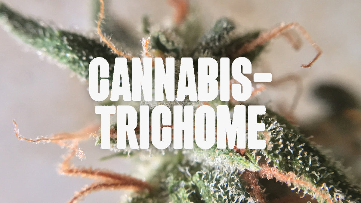 Cannabis Trichome