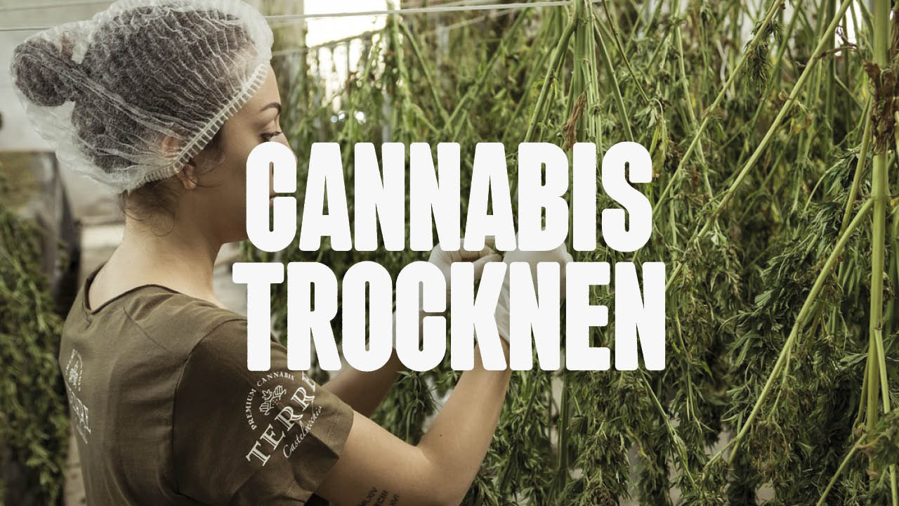 Cannabis trocknen