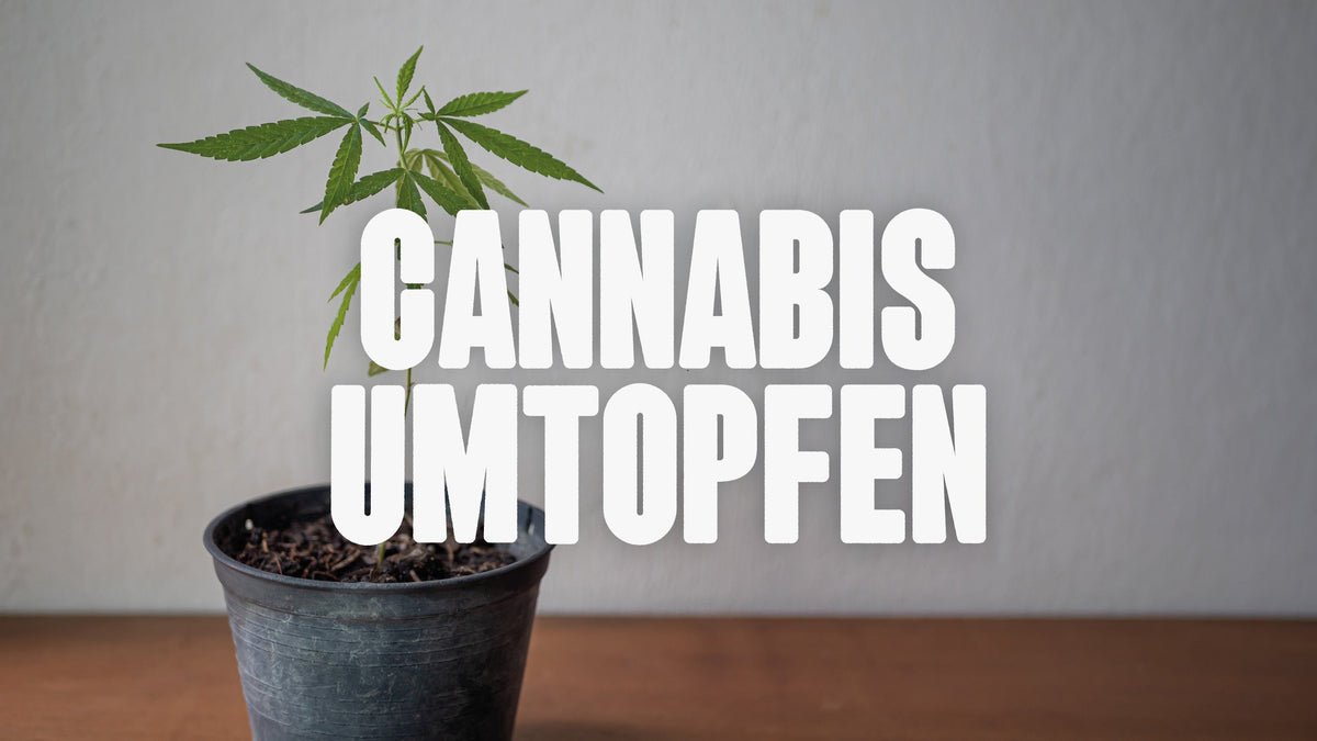 Cannabis umtopfen