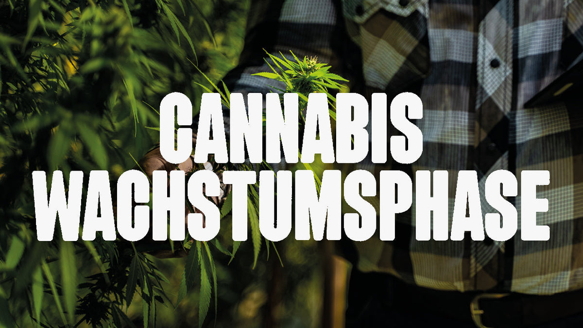 Cannabis Wachstumsphase