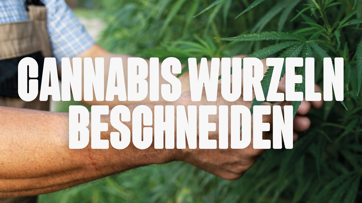 Wurzeln beschneiden