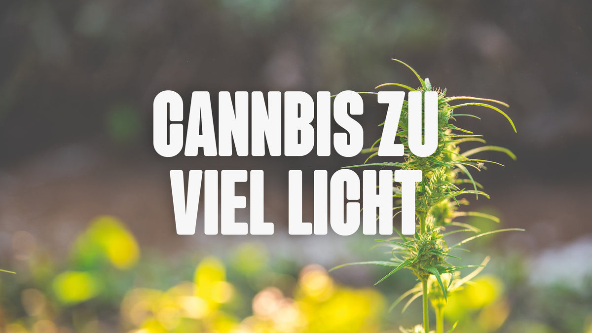 Cannabis zu viel Licht