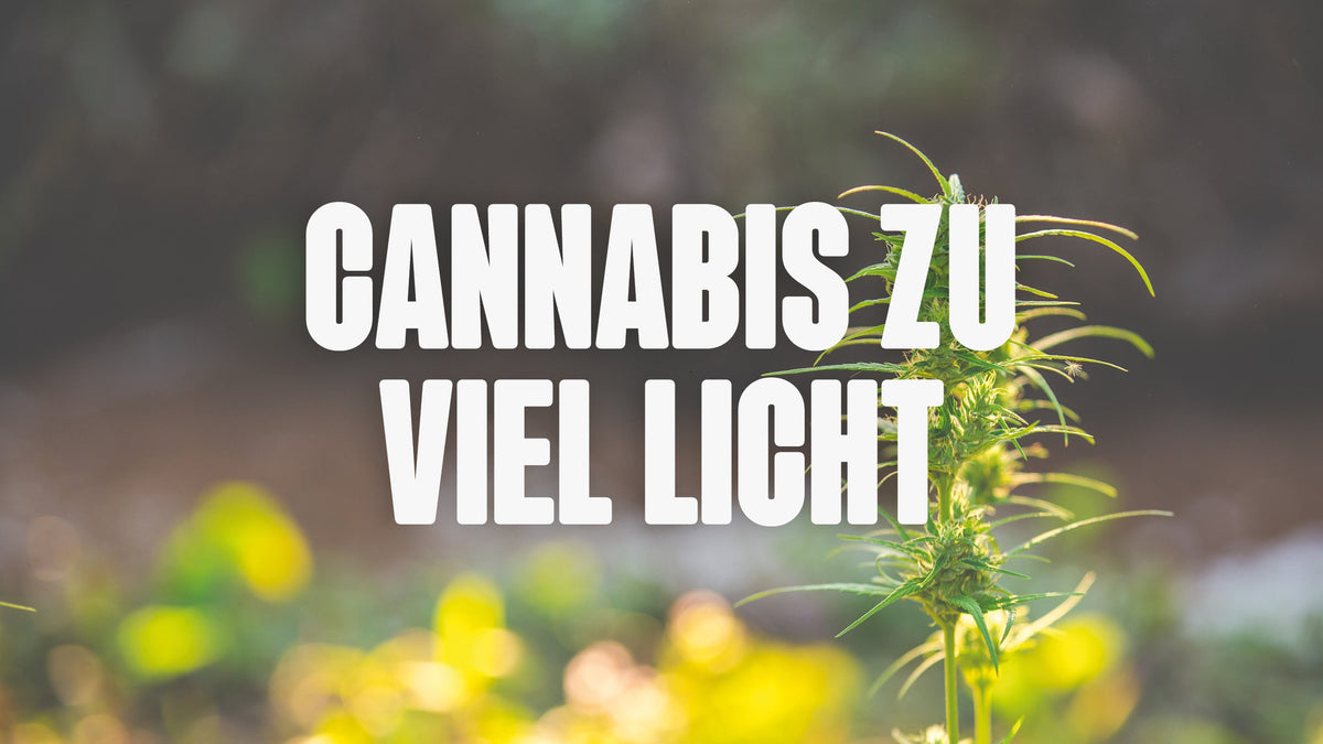 Cannabis zu viel Licht