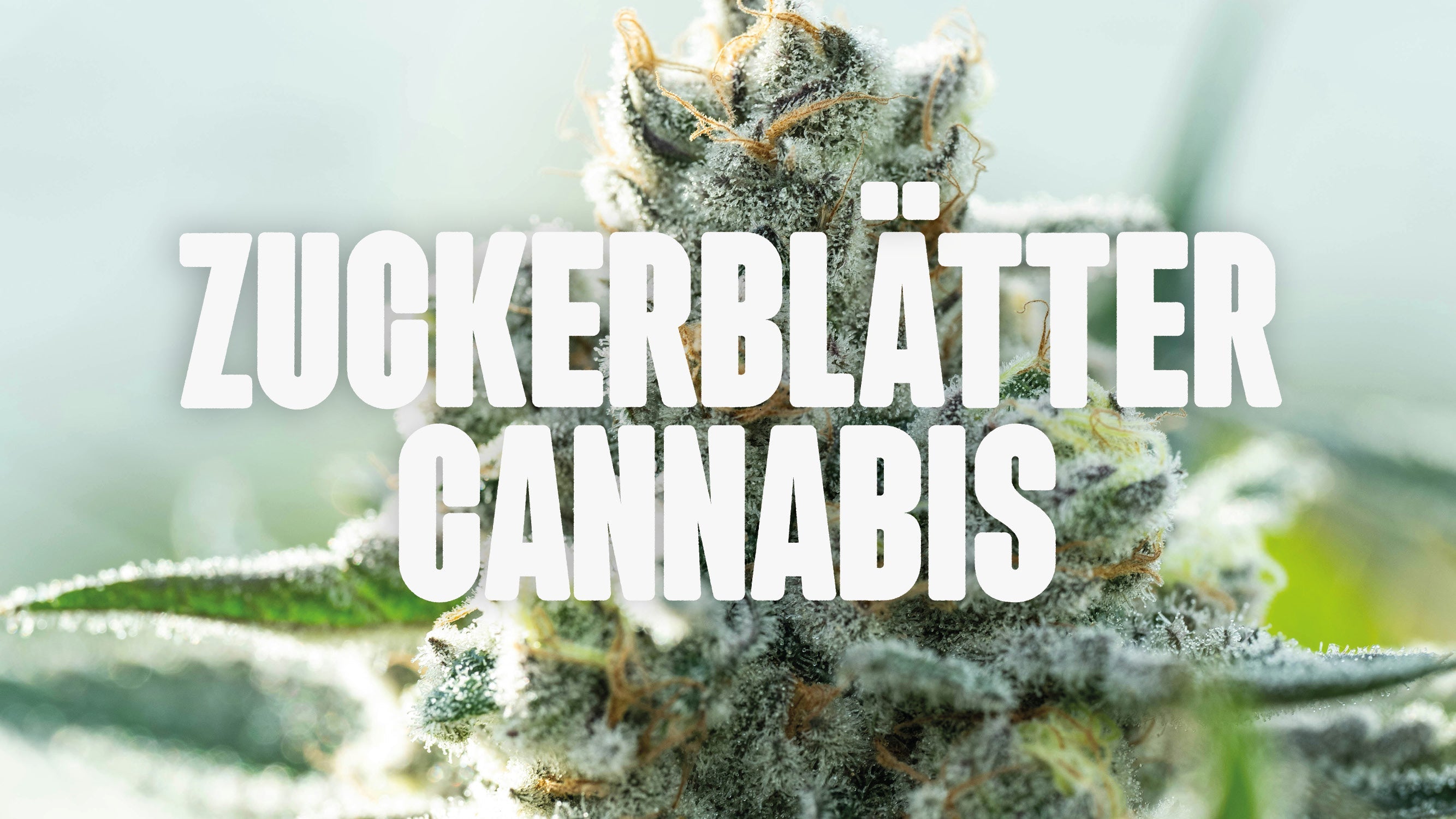 Cannabis Zuckerblätter
