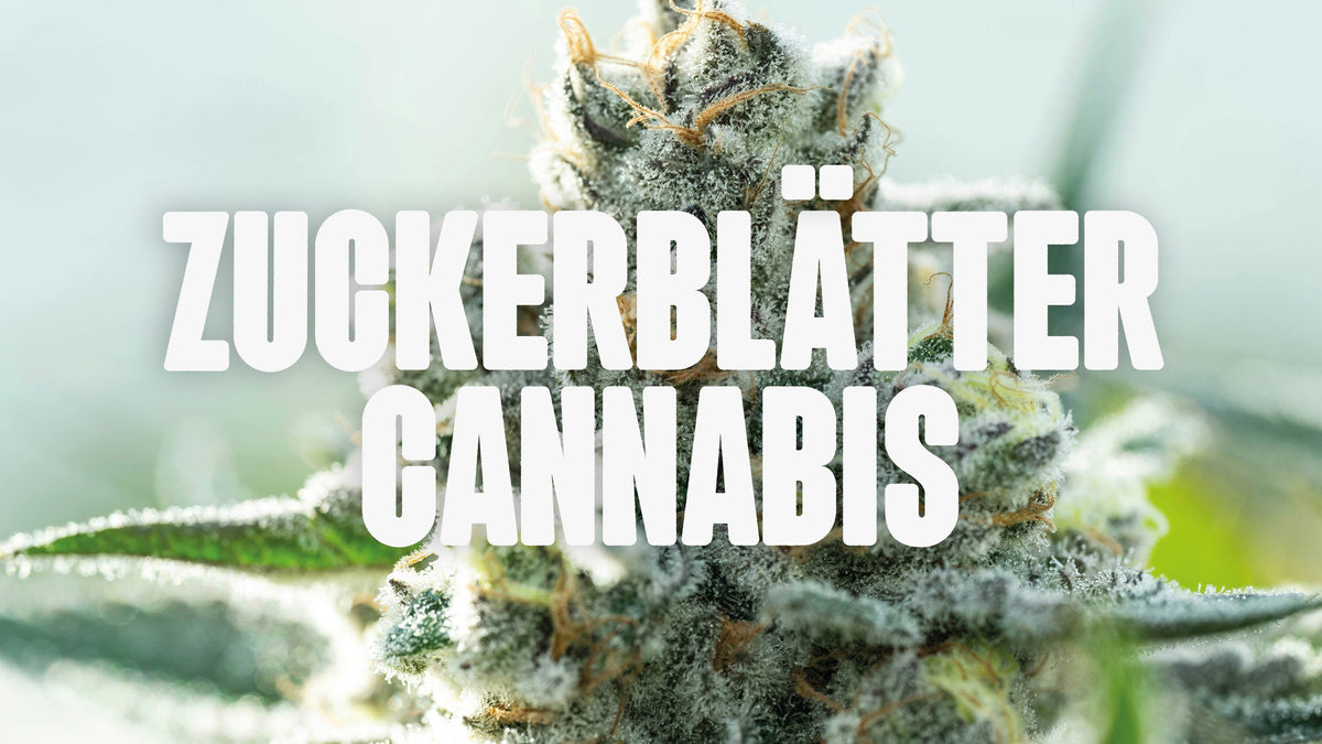 Cannabis Zuckerblätter