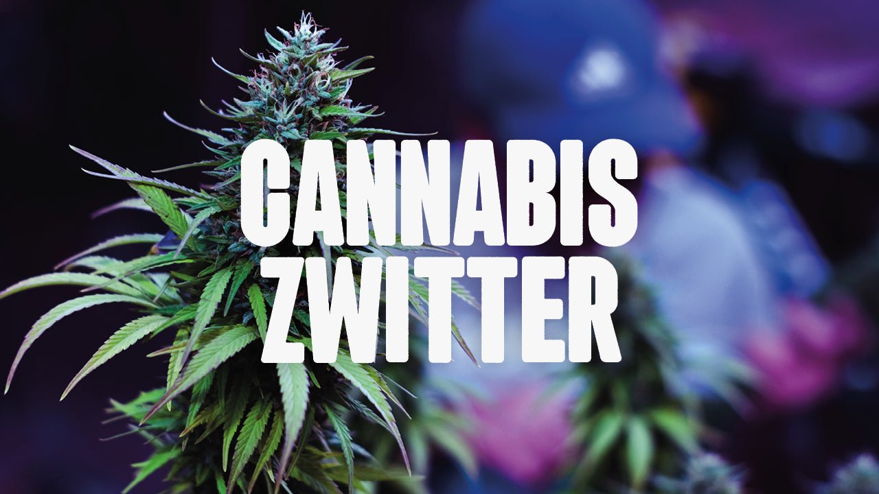 Cannabis Zwitter erkennen & behandeln: So gehst du richtig damit um - Happy420.de