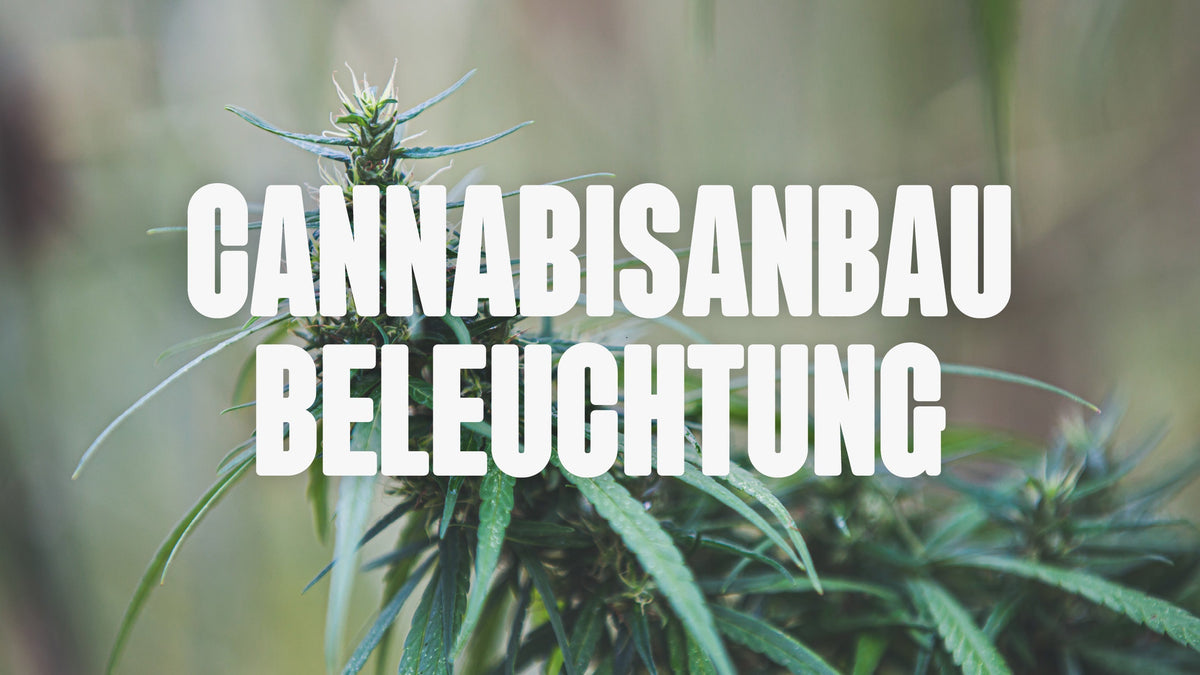 Cannabis Beleuchtung