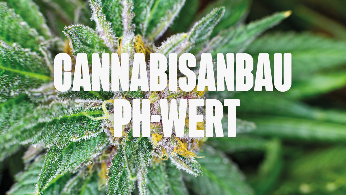 Cannabis ph-Wert
