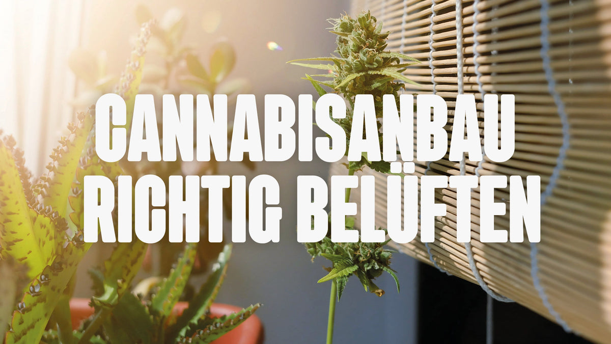 Cannabis belüften