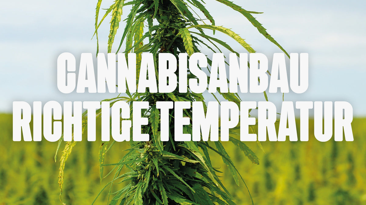 Cannabis Temperatur