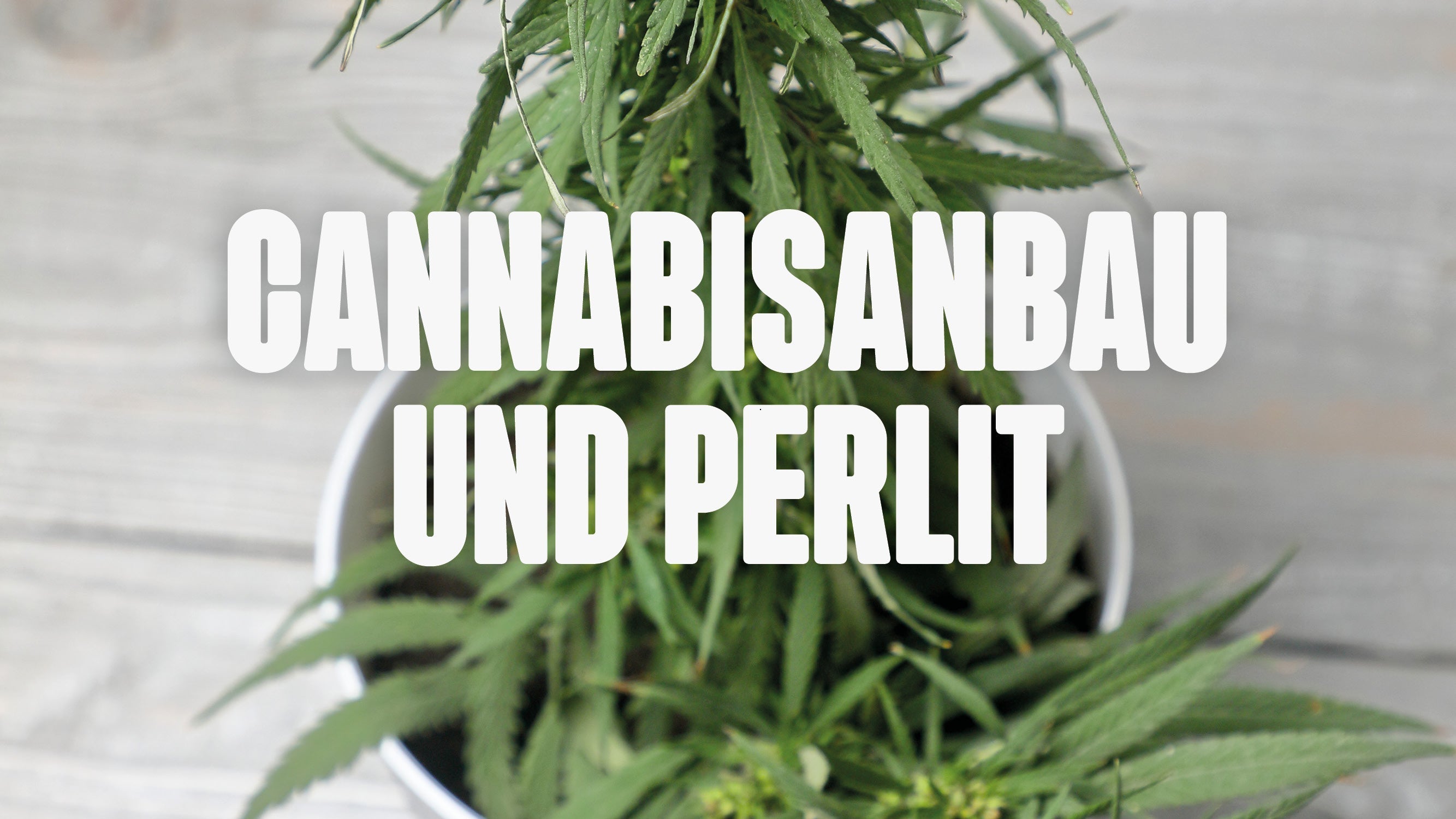Cannabis und Perlit