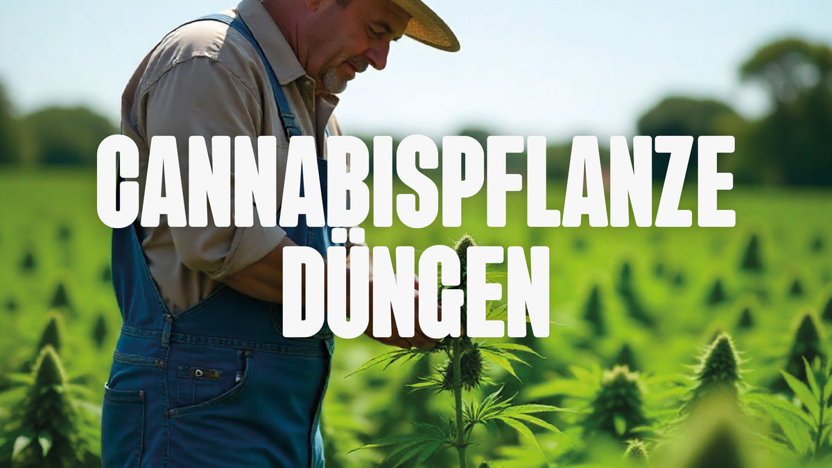 Cannabispflanze düngen
