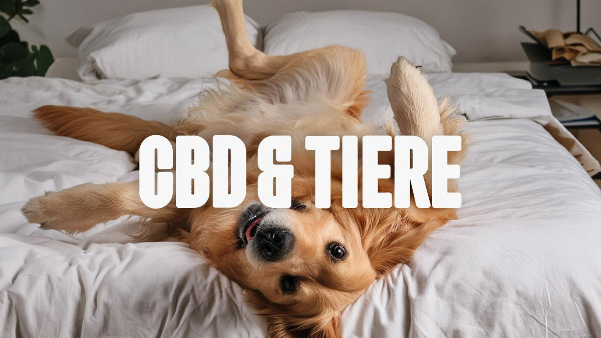 CBD für Tiere – Wirkung, Anwendung & Vorteile für dein Haustier - Happy420.de