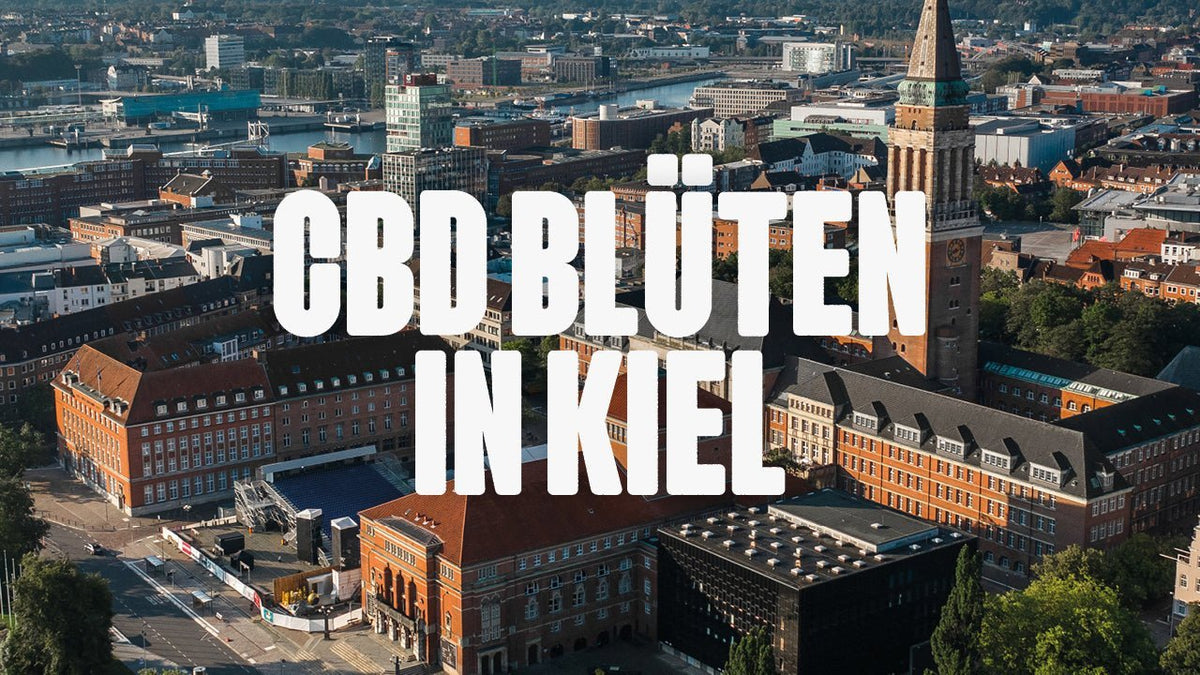 CBD in Kiel | Was sind die beliebtesten Marken von CBD Blüten, die in Kiel erhältlich sind? - Happy420.de