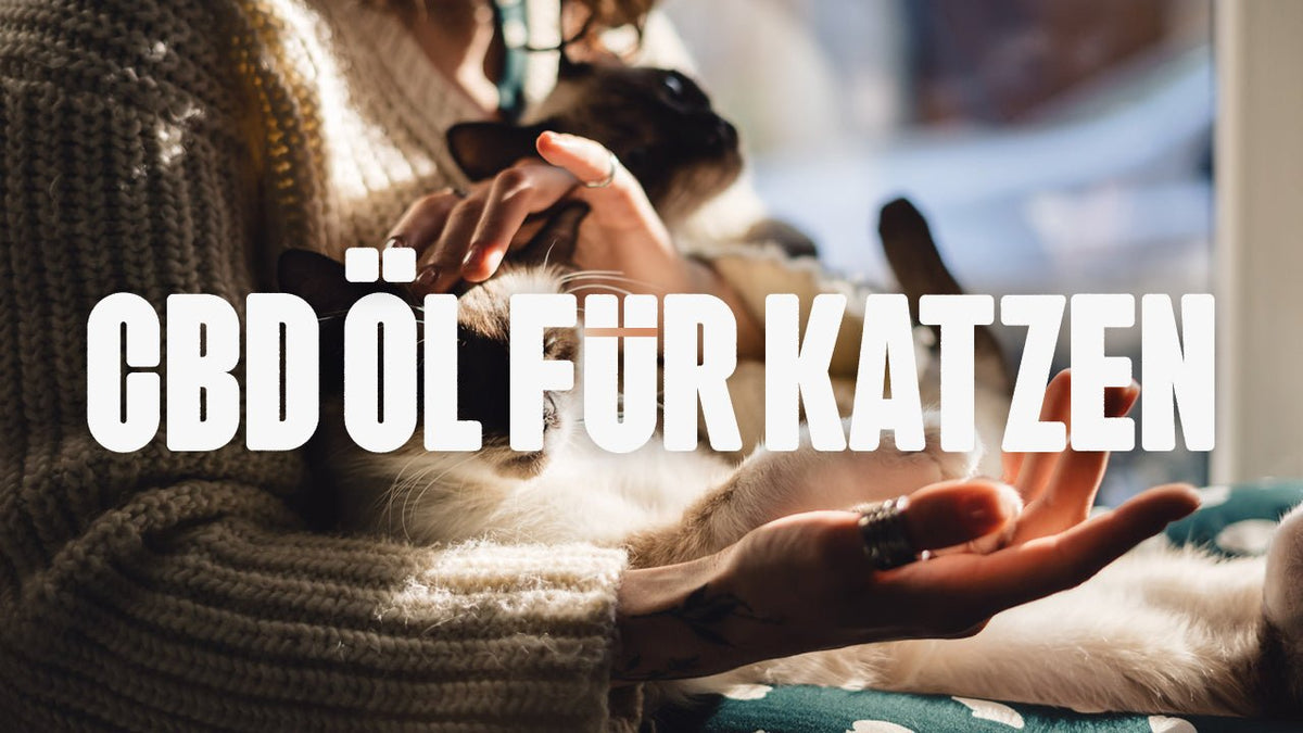 CBD Öl für Katzen - Happy420.de