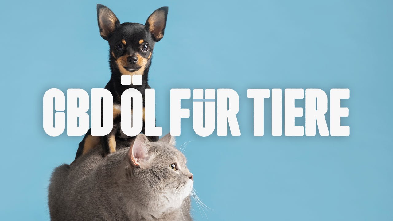 CBD Öl für Tiere - Happy420.de