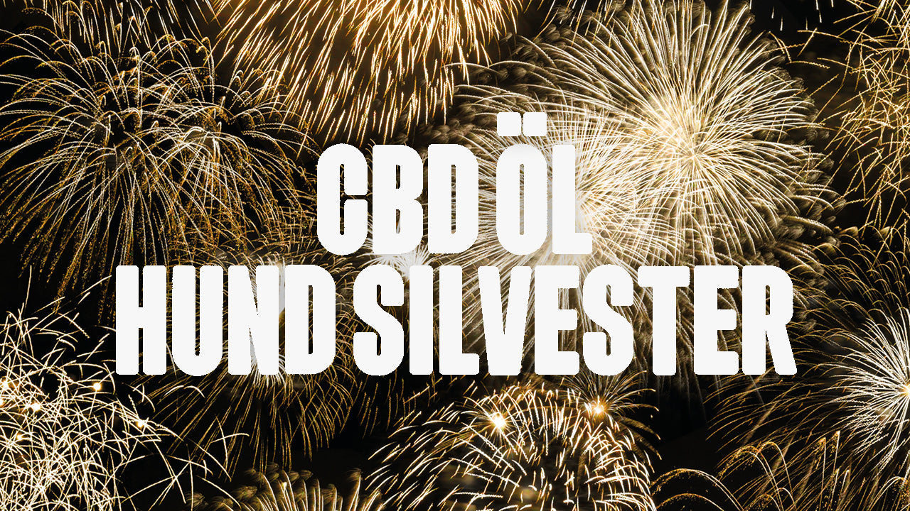 CBD Öl Hund Silvester