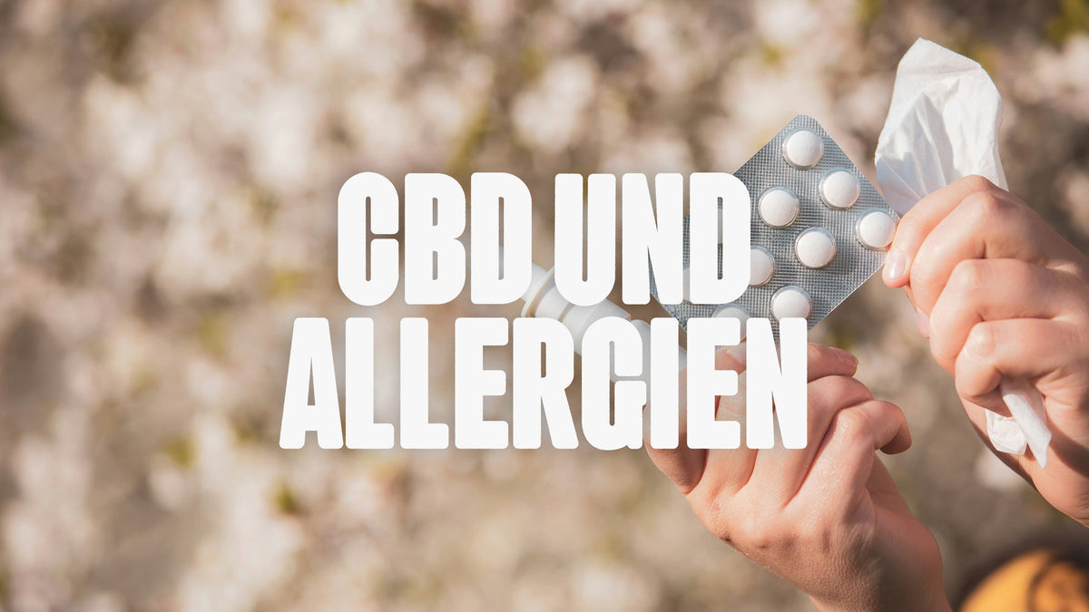 CBD und Allergien