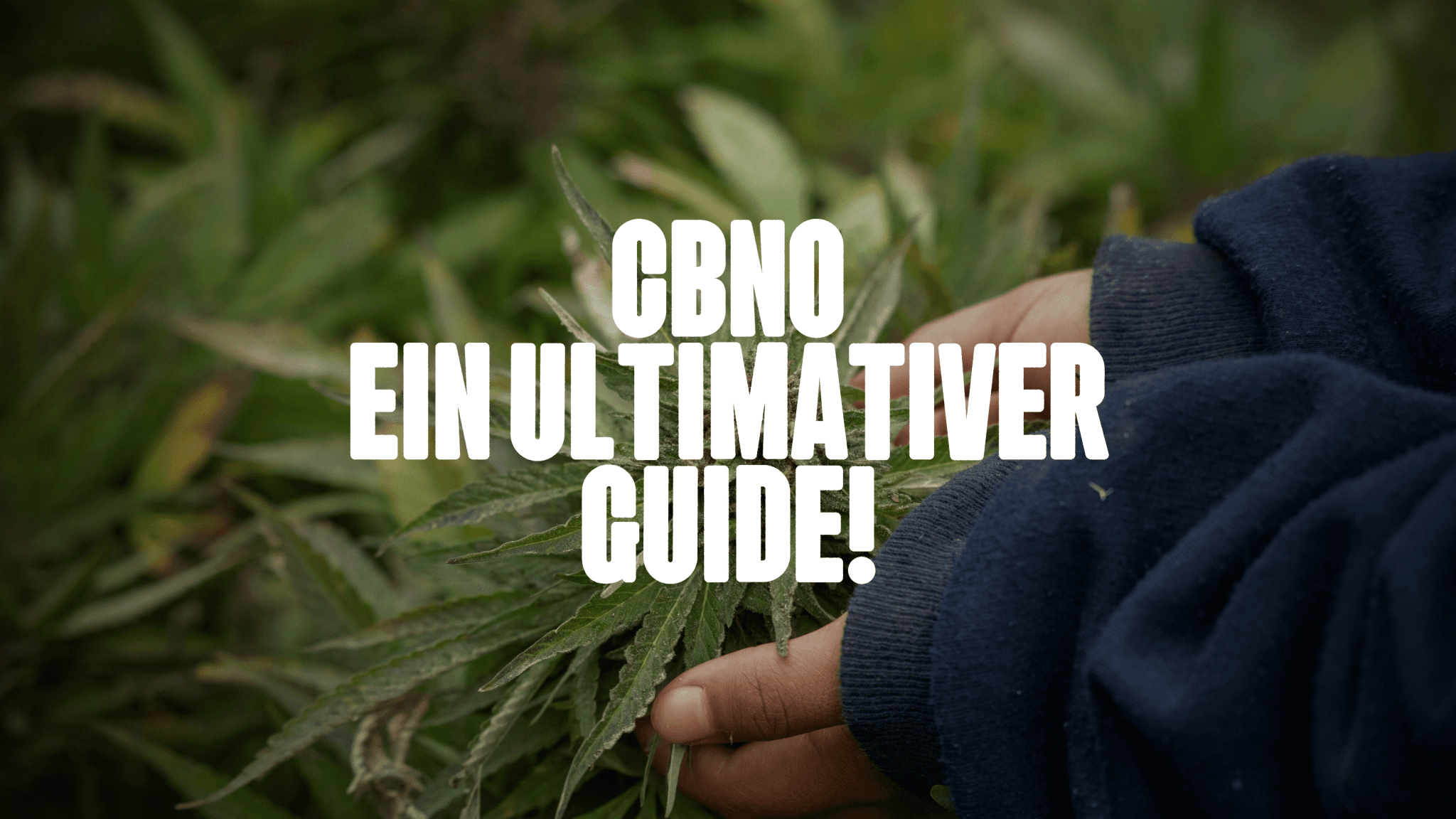 CBNO - Ein Ultimativer Guide zu Cannabinol-O - Happy420.de