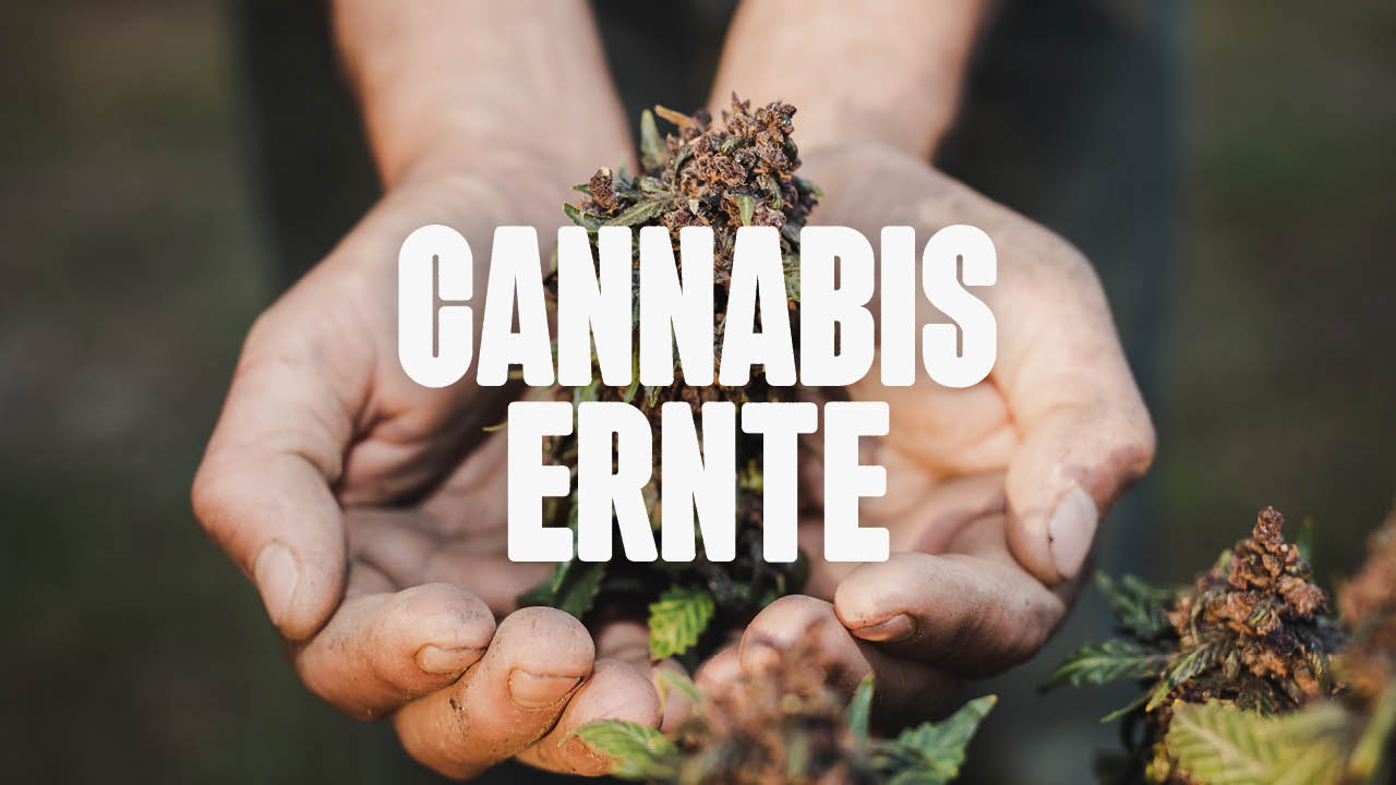 cannabis ernte