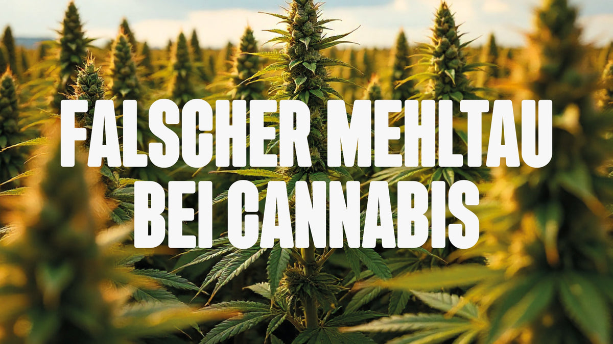 Mehltau bei Cannabis
