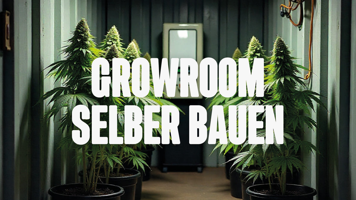 Growroom selber bauen