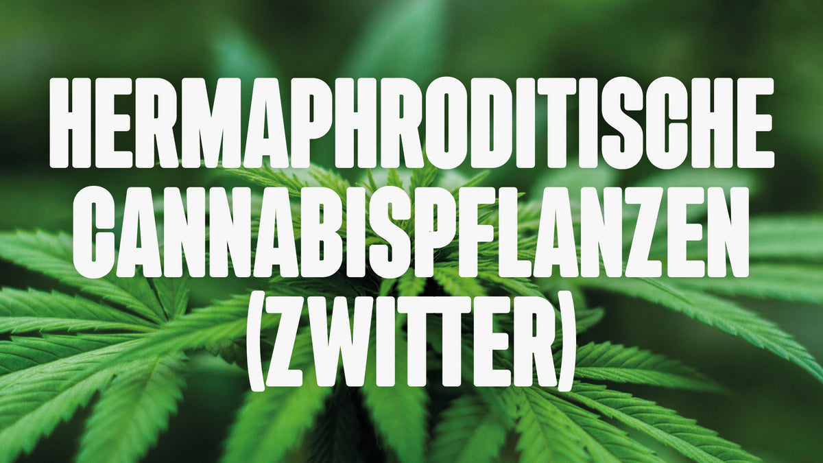 Hermaphroditische Cannabispflanzen