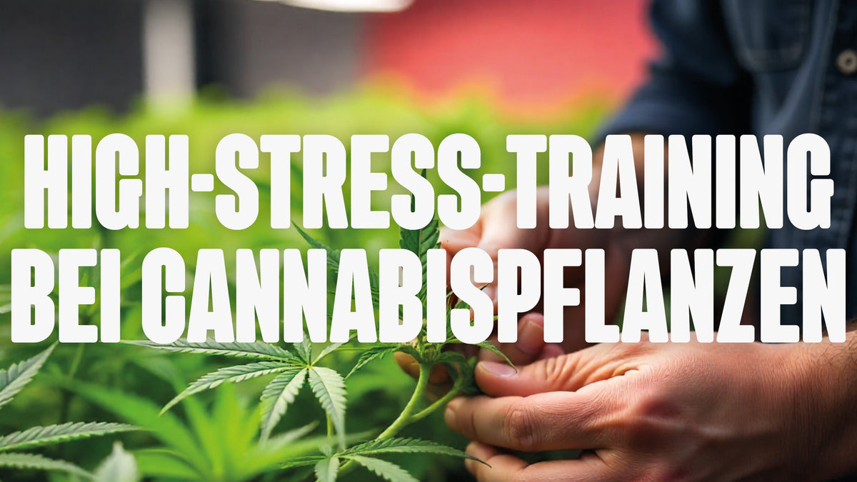 High-Stress-Training